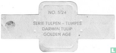 Darwin Tulip - Golden Age - Bild 2