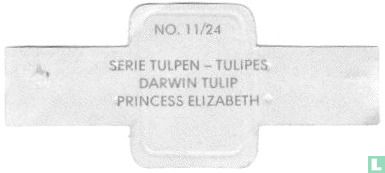 Darwin Tulip - Princess Elizabeth - Bild 2
