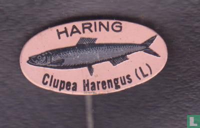Haring Clupea Harengus (L)