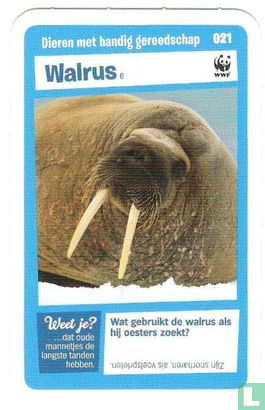 Walrus - Bild 1