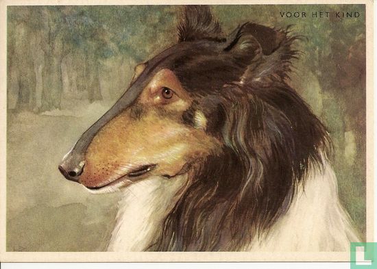 voor het kind-Hond: collie(schotse herder)