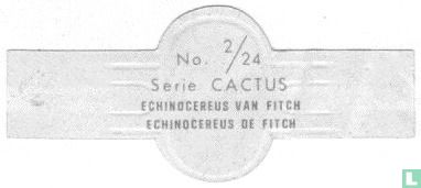 Echinocereus van Fitch - Afbeelding 2