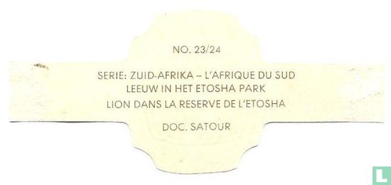 Leeuw in het Etosha park - Bild 2