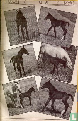 Ponyclub 157 - Bild 3