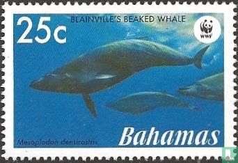 WWF - Spitssnuitdolfijn van de Blainville