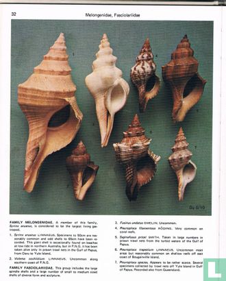 Guide to shells of papua new guinea - Afbeelding 3