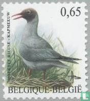 Mouette rieuse - Image 1