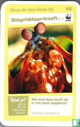 Bidsprinkhaan-kreeft - Image 1