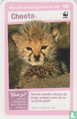 Cheeta - Bild 1