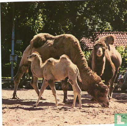 Kamelen