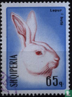 Hares and rabbits 
