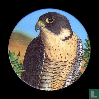 The Peregrine Falcon - Image 1