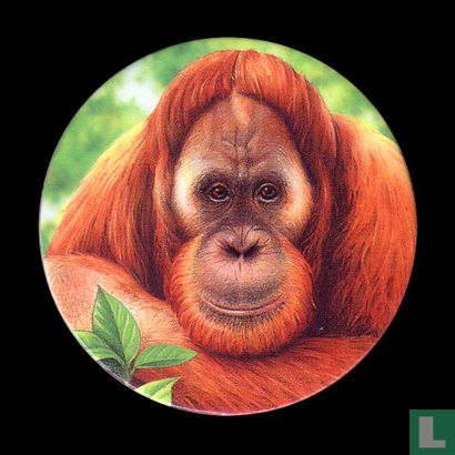 The Orangutan - Image 1