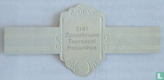 Zonnebloem - Helianthus  - Afbeelding 2