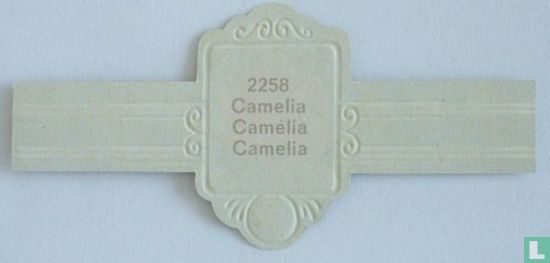 Camelia - Camelia  - Afbeelding 2