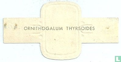 Ornithogalum thyrsoides - Bild 2