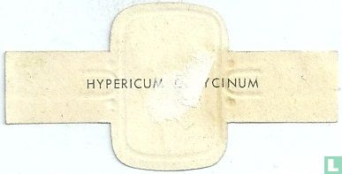 Hypericum calycinum - Image 2