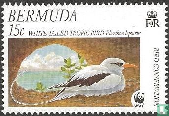 Pétrel de WWF-Bermudes