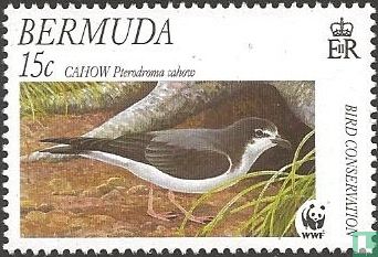 WWF - Bermuda Stormvogel