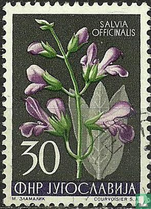 Fleurs 