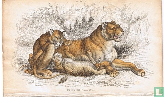 Felis Leo Female & Cubs