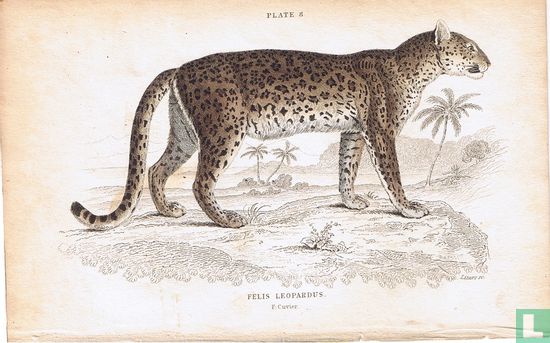Felis Leopardus