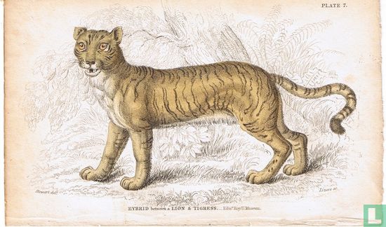 Hybrid between a Lion & Tigress