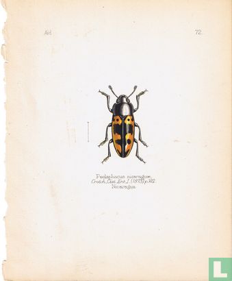 Pseclaphacus nicaragua, Nicaragua - Bild 1