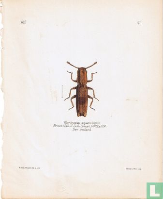 Rhytinotus squamulosus, New Zealand - Afbeelding 1