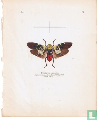 Poljdictya maciilata, West Afrika - Bild 1
