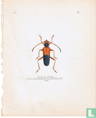 Pachyteria Hiigeli - Image 1