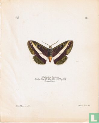 Calliodes lanipes, Queensland - Bild 1