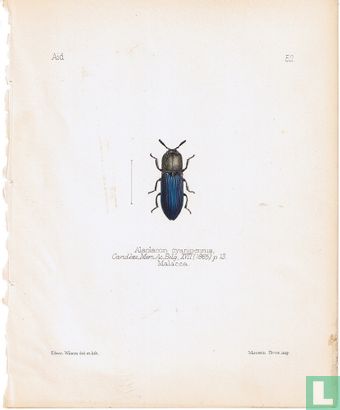 Alaolacon cyauipennis, Malakka - Afbeelding 1