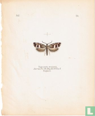 Stigmonota erectana, Engeland - Bild 1