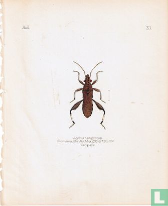 Alydus tanogiricus, Tangiers - Afbeelding 1