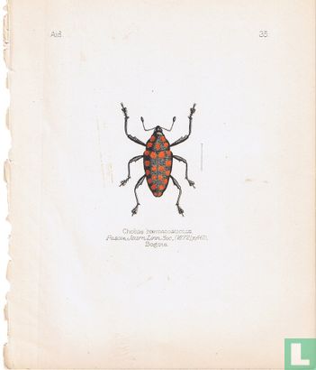 Cholus haematostictus, Bogota - Afbeelding 1