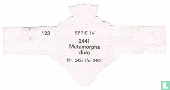 Metamorpha dido - Afbeelding 2