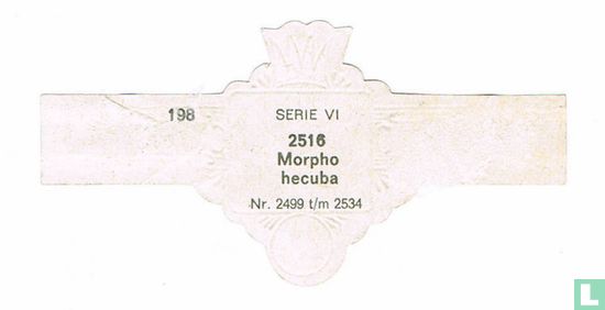 Morpho hecuba - Afbeelding 2