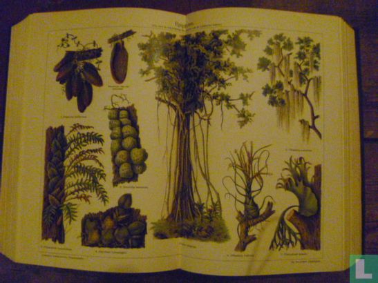 Oosthoek's Geillustreerde Encyclopaedie - Afbeelding 3
