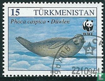 Kaspische Seehund