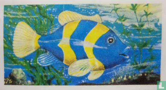 Koraalvis (blauw/geel) - Bild 1