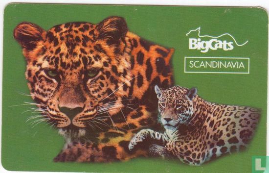 Big cats Scandinavia