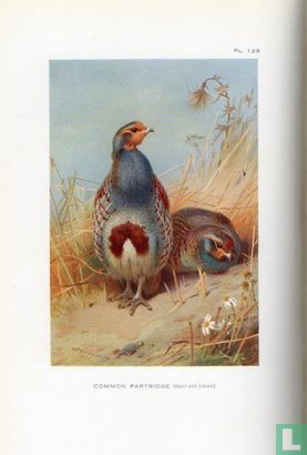 British Birds - Image 3