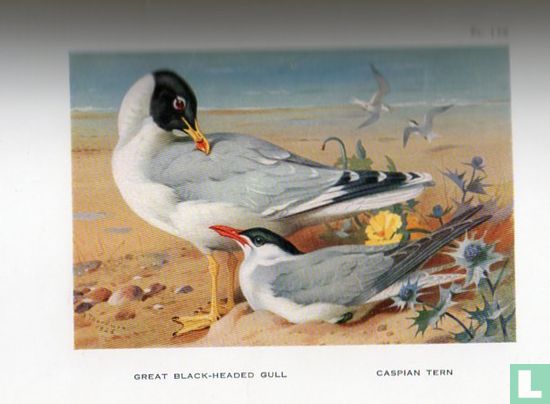 British Birds - Bild 3