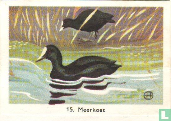 Meerkoet - Image 1