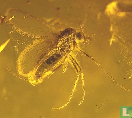 Fossil fly in genuine Baltic amber - Image 1