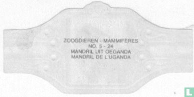 Mandril uit Oeganda - Bild 2