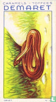 De hageslang - Afbeelding 1