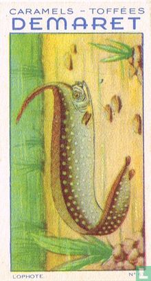 De kikkervisch - Image 1