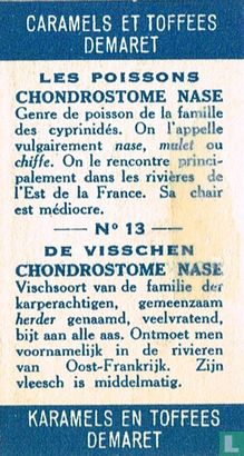 Chondrostome nase - Image 2